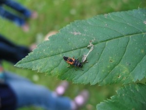IMG_3699a